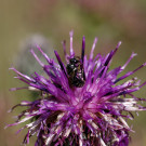 Maskenbienenweibchen auf Pollensuche in Skabiosenflockenblume, 2. Juli 2022.
Hochgeladen am 02.07.2022 von Petra