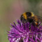Gartenhummel (Bombus hortorum) auf Skabiosenflockenblume, 2. Juli 2022.
Hochgeladen am 02.07.2022 von Petra