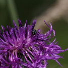 Weibchen einer Maskenbiene schaut aus Skabiosenflockenblume, 2. Juli 2022.
Hochgeladen am 02.07.2022 von Petra