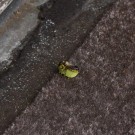 Da sitzt sie samt Blatt. Garten-Blattschneiderbiene (Megachile willughbiella) vom Winde verweht, 13. September 2015
Hochgeladen am 13.09.2015 von Petra