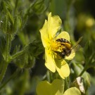 Weibchen der Auen-Schenkelbiene am Aufrechten Fingerkraut, 23. Juni 2020
Hochgeladen am 25.06.2020 von Petra