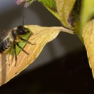 Geänderte Strategie II: Garten-Blattschneiderbiene ruht sich zunächst auf Blatt der Agastache aus, 13. September 2015
Hochgeladen am 13.09.2015 von Petra