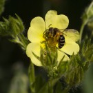 Auen-Schenkelbiene am Aufrechten Fingerkraut, 23. Juni 2020
Hochgeladen am 25.06.2020 von Petra