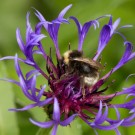 Verwirrhummel auf Wiesenflockenblume, 12. Mai 2014
Hochgeladen am 12.05.2014 von Petra