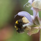 Der lange Rüssel der Gartenhummel (Bombus hortorum) in der Blüte des Muskatellersalbeis (Salvia sclarea), 11. Juni 2018
Hochgeladen am 13.06.2016 von Petra