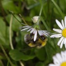 Drohn der Hellgelben Erdhummel "kämpft" mit dem Gänseblümchen, 25. Juni 2015
Hochgeladen am 25.06.2015 von Petra