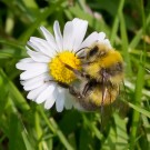 Drohn der Hellgelben Erdhummel an Gänseblümchen, 25. Juni 2015
Hochgeladen am 25.06.2015 von Petra
