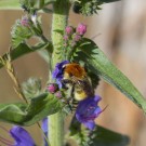 Mooshummel (Bombus muscorum) an Natternkopf (Echium vulgare), Fehmarn, 18. Juni 2016
Hochgeladen am 20.06.2016 von Petra