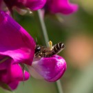 Blattschneiderbiene in Wickenblüte, 25. Juni 2015
Hochgeladen am 27.06.2015 von Petra