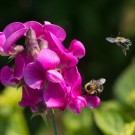 Attacke! Blattschneiderbiene und Ackerhummel, 25. Juni 2015
Hochgeladen am 27.06.2015 von Petra