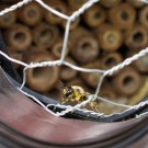Acht Tage ward die Blattschneiderbiene (Megachile willugbiella) nicht gesehen. Dann tauchte sie am 21. September wieder aus ihrer Röhre auf.
Hochgeladen am 27.09.2015 von Petra