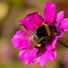 Erdhummeljungkönigin in Blüte des Schmuckkörbchens, 27. September 2015
Hochgeladen am 27.09.2015 von Petra