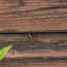 Blattschneiderbiene untersucht Holzverkleidung, 27. Juni 2015
Hochgeladen am 27.06.2015 von Petra
