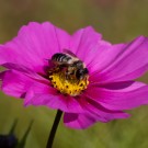 27. September 2015: Die Blattschneiderbiene (Megachile willugbiella) baut weiter und sammelt Pollen, hier auf einer Blüte des Schmuckkörbchens (Cosmos bipinnatus).
Hochgeladen am 27.09.2015 von Petra