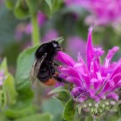 Steinhummel-Jungkönigin in Indianernessel, 18. Juli 2015
Hochgeladen am 18.07.2015 von Petra