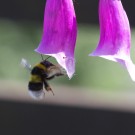 Gartenhummelarbeiterin fliegt Fingerhut an, 31. Mai 2014
Hochgeladen am 01.06.2014 von Petra
