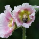 Erdhummel übernachtet in Stockrose, 18. Juli 2015
Hochgeladen am 18.07.2015 von Petra