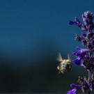 Alt, aber immer noch pollensammelnd. Ackerhummelarbeiterin im Anflug auf Salbei, 30. September 2015
Hochgeladen am 30.09.2015 von Petra