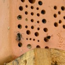 Mauerbienen am Niststein, 8. April 2017
Hochgeladen am 09.04.2017 von Petra