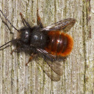Männchen der Gehörnten Mauerbiene nimmt Sonnenbad,10. März 2022
Hochgeladen am 10.03.2022 von Petra