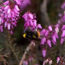 Nestsuche war erfolgreich. Diese Königin der Wiesenhummel (Bombus pratorum) hat am 23. März 2017 bereits ein Nest gegründet.
Hochgeladen am 23.03.2017 von Petra