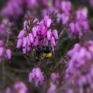 Diese Königin der Wiesenhummel (Bombus pratorum) hat am 23. März 2017 bereits ein Nest gegründet.
Hochgeladen am 23.03.2017 von Petra