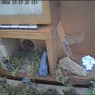 Ackerhummel zieht Moos in Loch Teil1
Hochgeladen am 18.05.2016 von RalfH