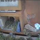 Ackerhummel zieht Moos in Loch Teil2
Hochgeladen am 18.05.2016 von RalfH