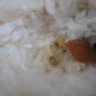 Angefangenes Nest der Ackerhummel
Hochgeladen am 21.06.2016 von RalfH