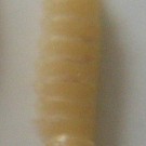 Kopf der Schimmelkäferlarve (Cryptophagidae) Typ Antherophagus nigricornis (Großansicht)
Hochgeladen am 19.08.2015 von RalfH