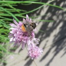 Steinhummel 3?
Hochgeladen am 14.04.2015 von Reupe