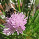 Steinhummel 4?
Hochgeladen am 15.04.2015 von Reupe