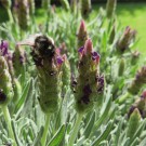 Steihummel 5?
Hochgeladen am 15.04.2015 von Reupe