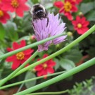 Steinhummel 6?
Hochgeladen am 15.04.2015 von Reupe