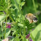 Anthophora spec. im Großen Garten Dresden, Ende April 2014.
Hochgeladen am 30.04.2014 von StefanR