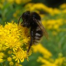 Stark verblichene dunkle Variante von B. campestris oder doch 