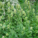 Betonica alopecuros im Botanischen Garten Dresden
Hochgeladen am 13.06.2016 von StefanR