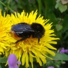 Königin von Bombus rupestris ruhend auf Löwenzahn, April 2014.
Hochgeladen am 22.04.2014 von StefanR