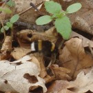 Eine suchende Erdhummel am Waldrand, evtl. cryptarum? April 2014
Hochgeladen am 22.04.2014 von StefanR