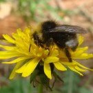 Bombus cf. sylvestris auf Löwenzahn, April 2014.
Hochgeladen am 22.04.2014 von StefanR