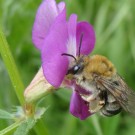 Weibchen von Eucera spec. im Großen Garten Dresden, Ende April 2014.
Hochgeladen am 30.04.2014 von StefanR