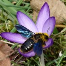 Sichtung einer seltene Holzbiene (Xylocopa spec.) in Dresden, März 2015
Hochgeladen am 22.03.2015 von StefanR