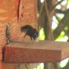 Nistkasten 2 - Garten- oder doch Baumhummel?
Hochgeladen am 22.04.2014 von StefanR