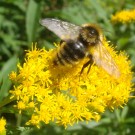 B. rupestris oder Bombus campestris oder Bombus barbutellus?
Hochgeladen am 10.08.2014 von StefanR