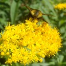 B. rupestris oder Bombus campestris oder Bombus barbutellus?
Hochgeladen am 10.08.2014 von StefanR