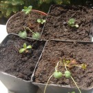 Anzuchttöpfchen, links vorne: Echium italicum; rechts vorne - Wiesenstorchschnabel; links hinten - Wiesenstorchschnabel und Digitalis lanata; rechts hinten - Heil-Ziest, Ende April 2014.
Hochgeladen am 30.04.2014 von StefanR