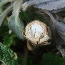 Abgestutztes Ende einer Stockrose, geeignet für Bewohner markhaltiger Stängel?
Hochgeladen am 26.03.2014 von StefanR