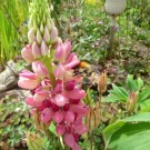 
Ackerhummel ah Lupine
Hochgeladen am 24.05.2015 von Uschi