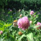 
Ackerhummel am Rotklee
Hochgeladen am 07.06.2015 von Uschi