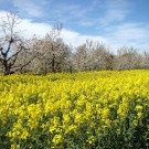 
Am Gartenzaun
Hochgeladen am 21.04.2016 von Uschi